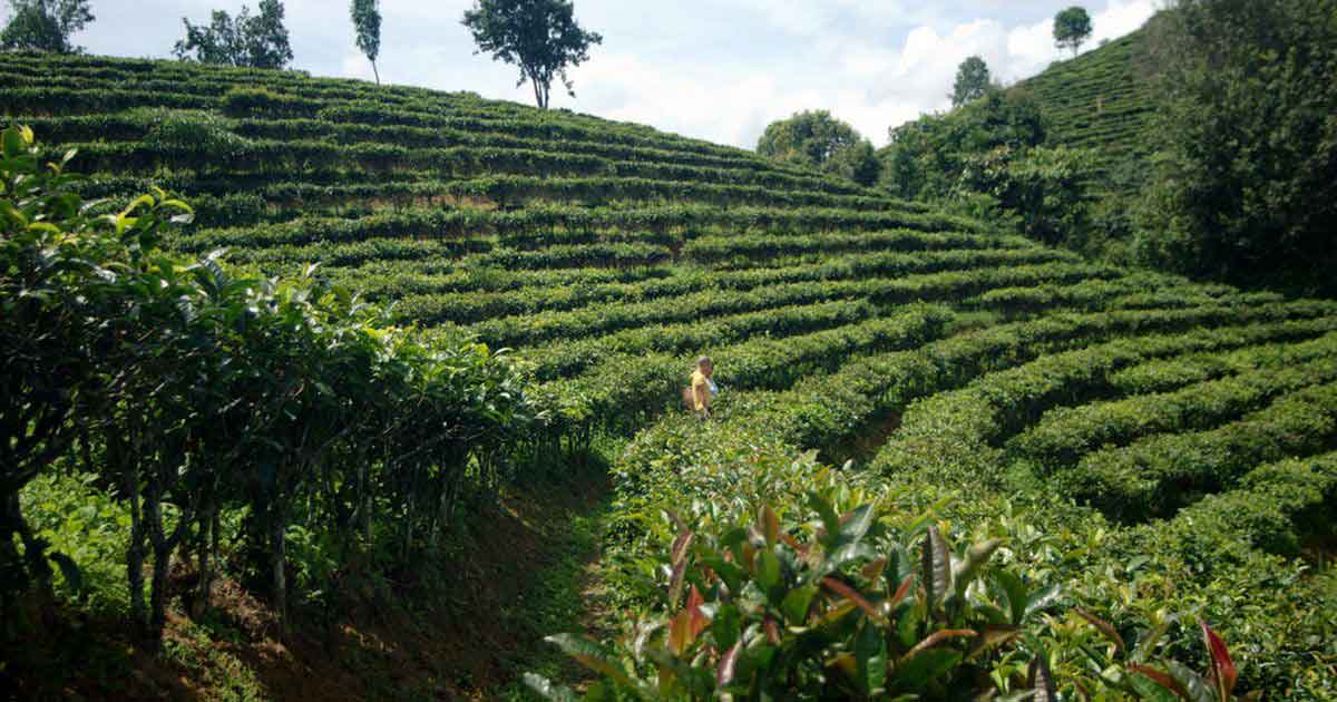 Чайные плантации пурпурного сорта Цзы Чжуань (紫娟)